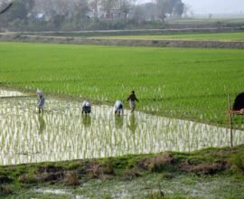 chingam-1-kerala-new-year-farmers-day-celebration