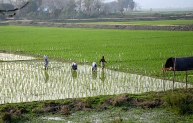 chingam-1-kerala-new-year-farmers-day-celebration