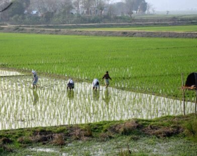 chingam-1-kerala-new-year-farmers-day-celebration