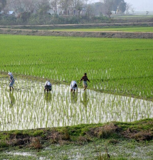 chingam-1-kerala-new-year-farmers-day-celebration