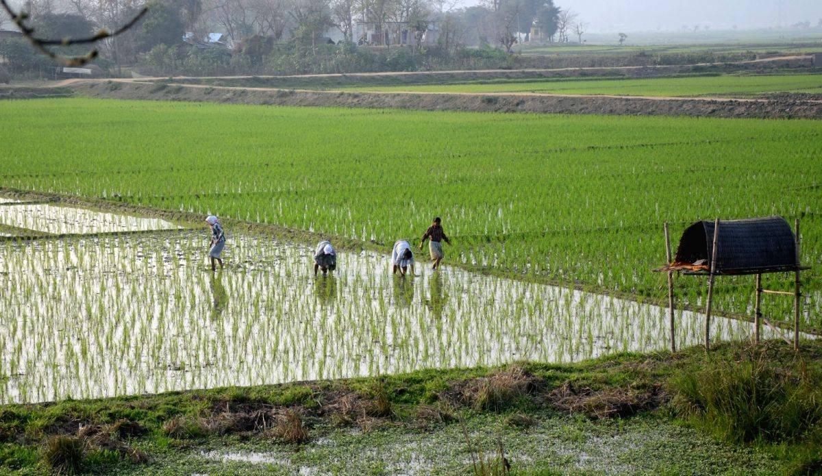 chingam-1-kerala-new-year-farmers-day-celebration