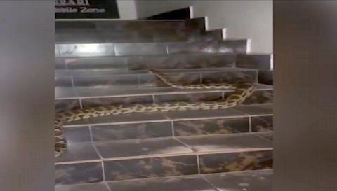 kodungallur-shopping-complex-python-caught