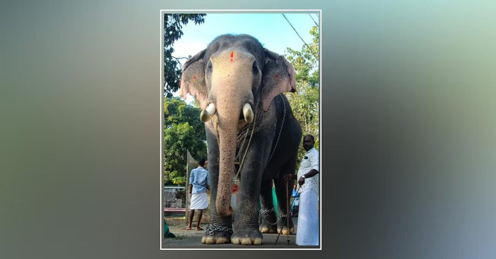 pallattu-brahmadathan-elephant-passed-away-erattupetta